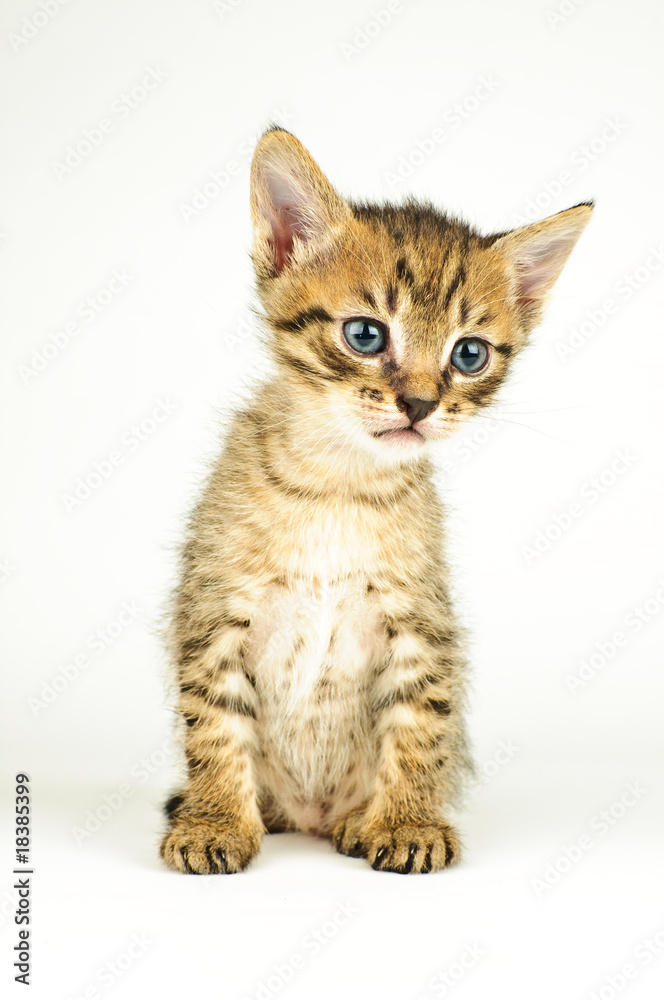 Fototapeta premium Isolated cat on white background