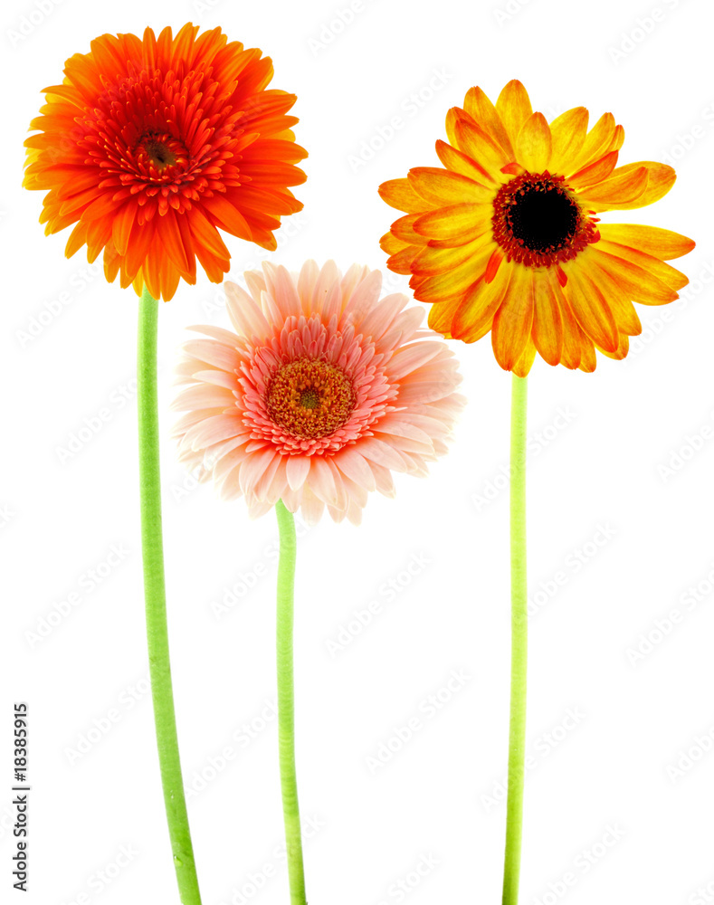 gerberas fond blanc gerberas fond blanc