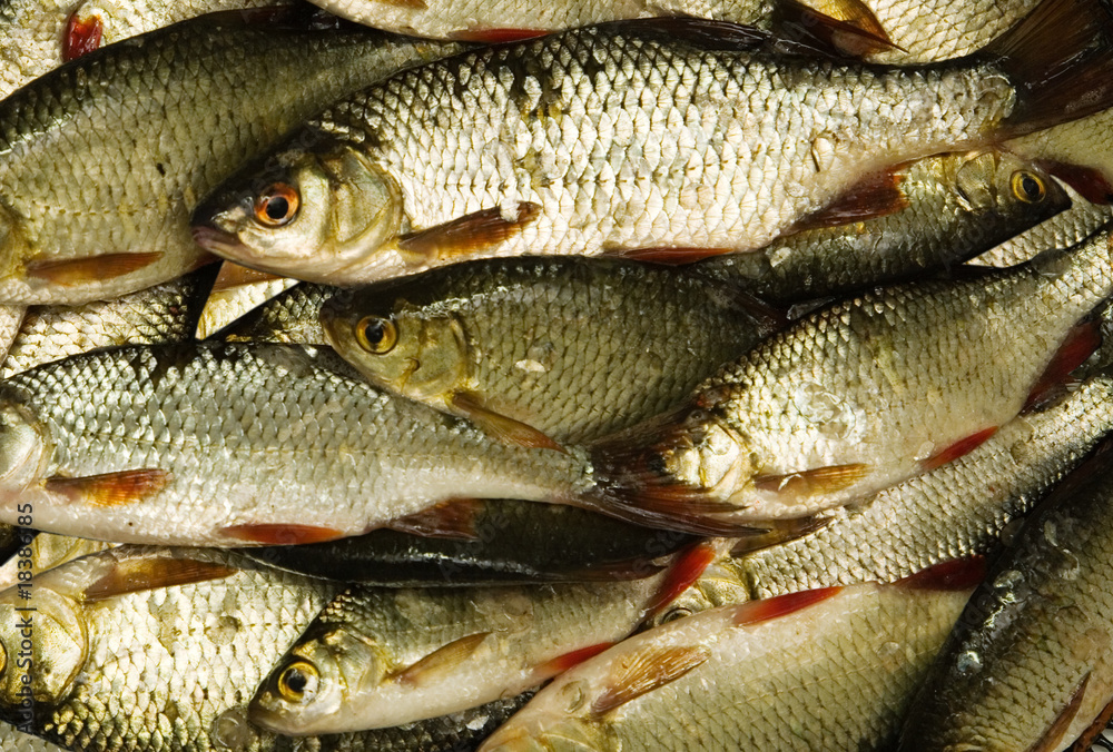 A lot of fish A lot of fish