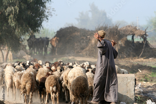 Fotografia herder in egypt