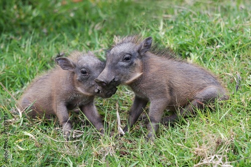 Cute Baby Warthogs