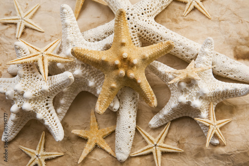 Estrellas de Mar y Paperl Viejo © Alex Bramwell