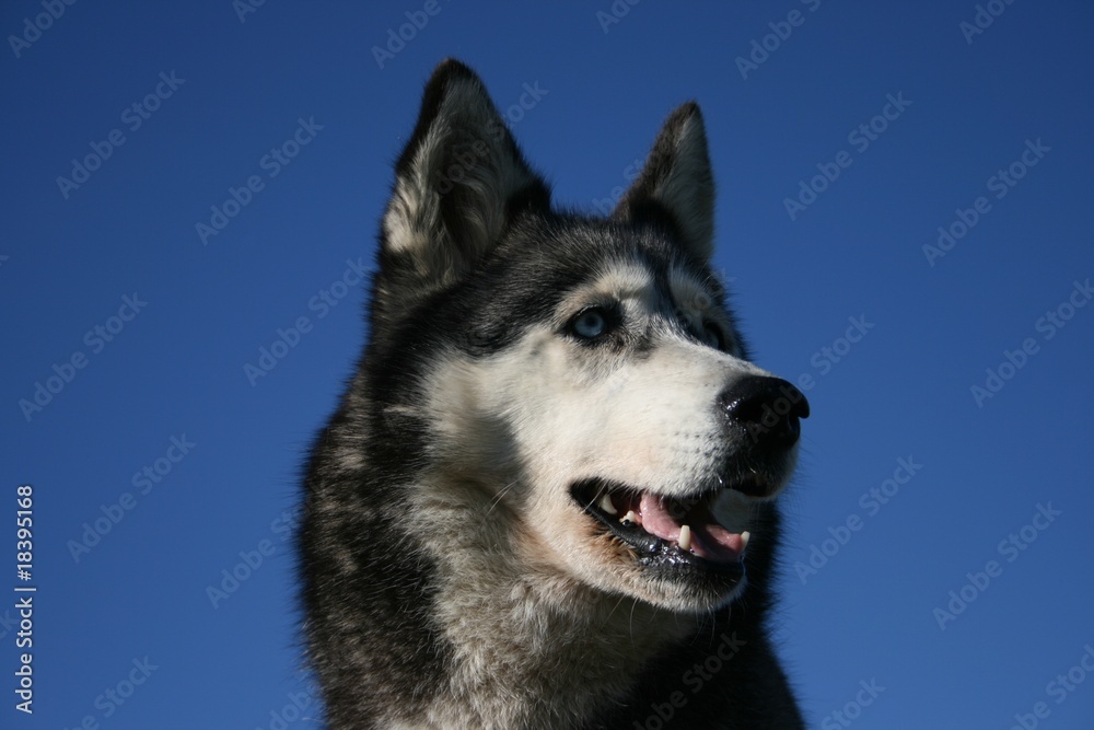 Husky 1 Husky 1