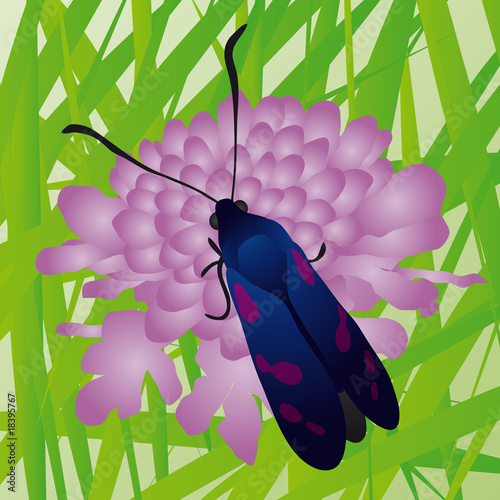 farfalla