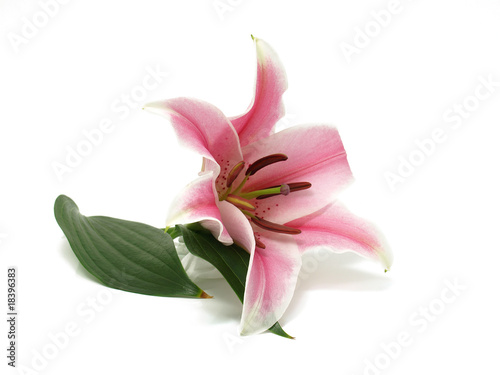 Lily flower