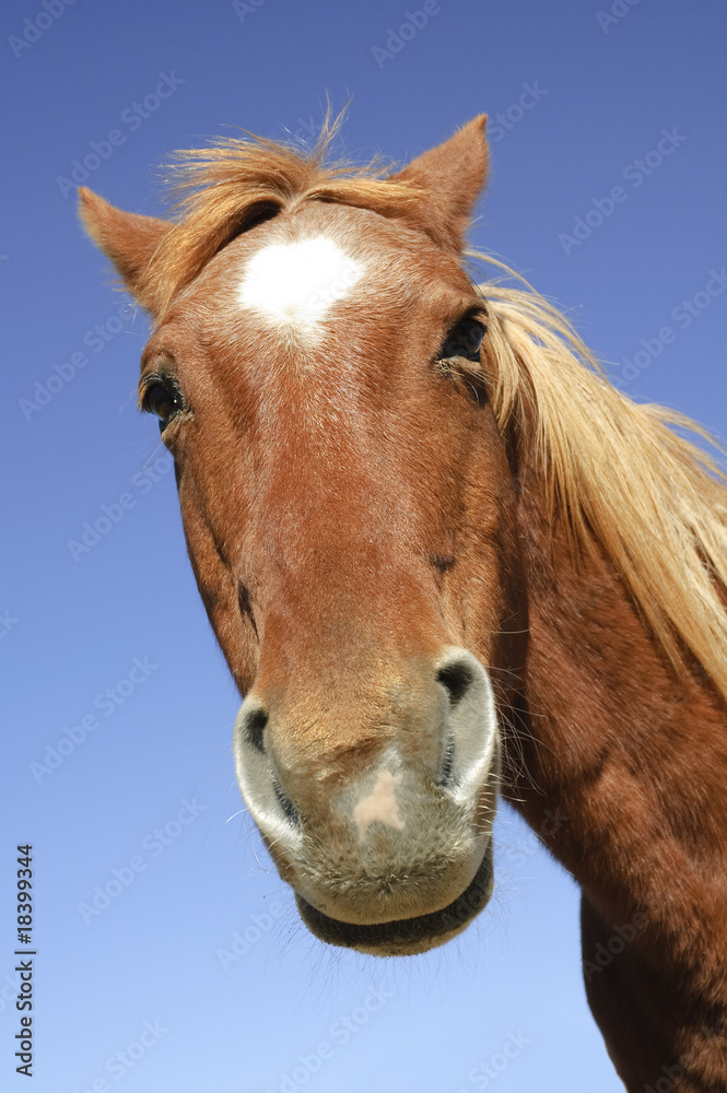 goofy horse head goofy horse head