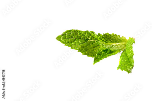 Green branch of mint