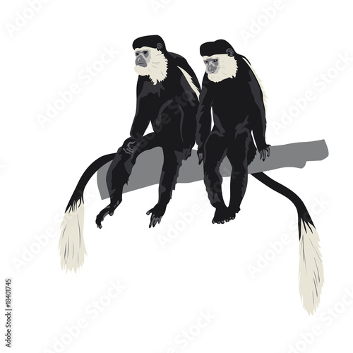 pair of Black-and-white colobus monkeys sitting photo