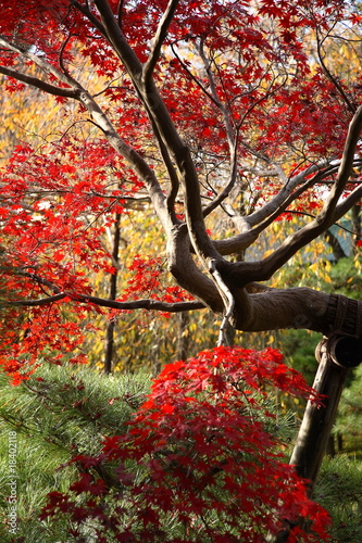 arbre du japon