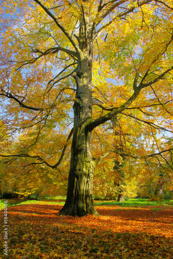 Obraz premium Buche - beech 62