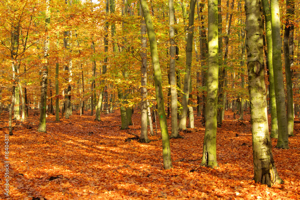 Obraz premium Buchenwald im Herbst - beech forest in fall 03