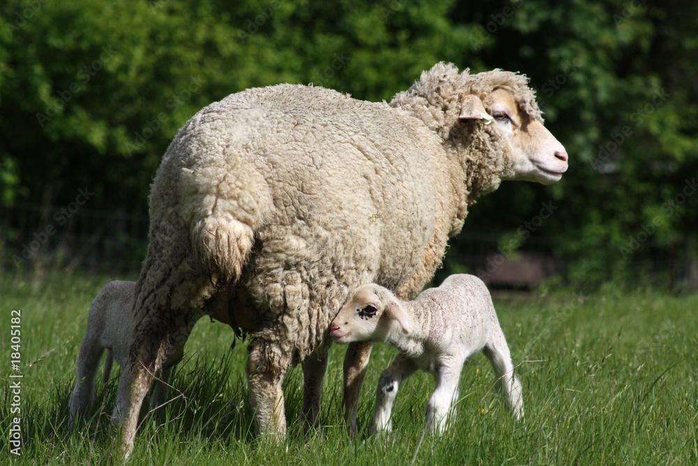 Obraz premium Lämmer mit ihrer Mutter