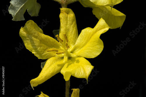 Mexikanischer Flanellstrauch; Fremontodendron mexicanum photo