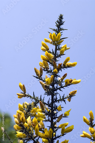 Stechginster; Ulex europaeus photo