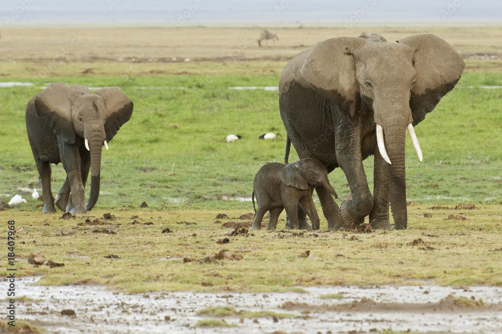 Fototapeta premium African Elephants