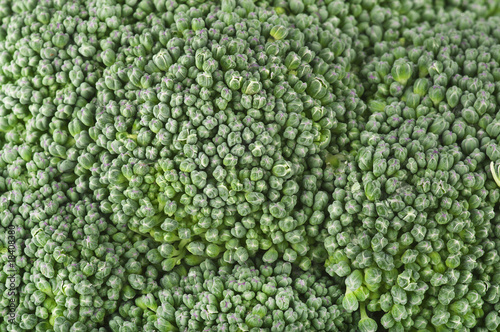 Broccoletti Macro 1 11 09