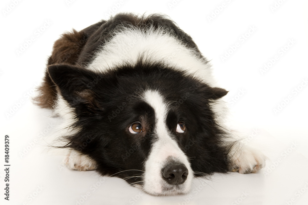 Bordercollie