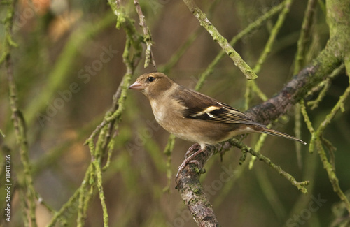 Female Chaffinch on a moss-covered tree
