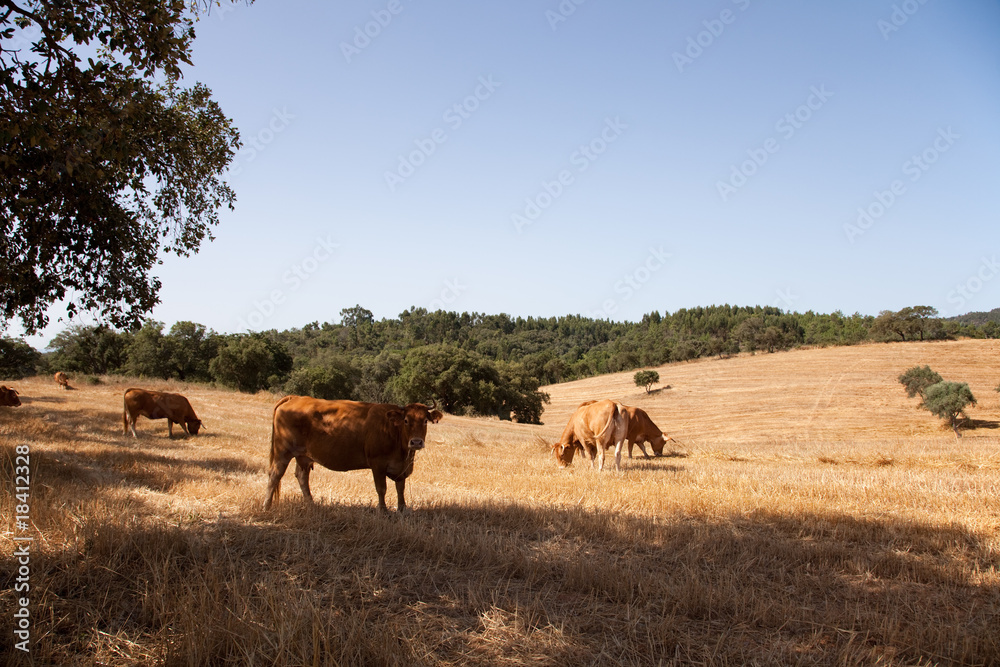 Cows in the farm