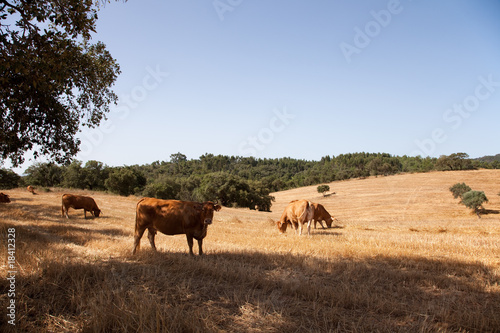 Cows in the farm