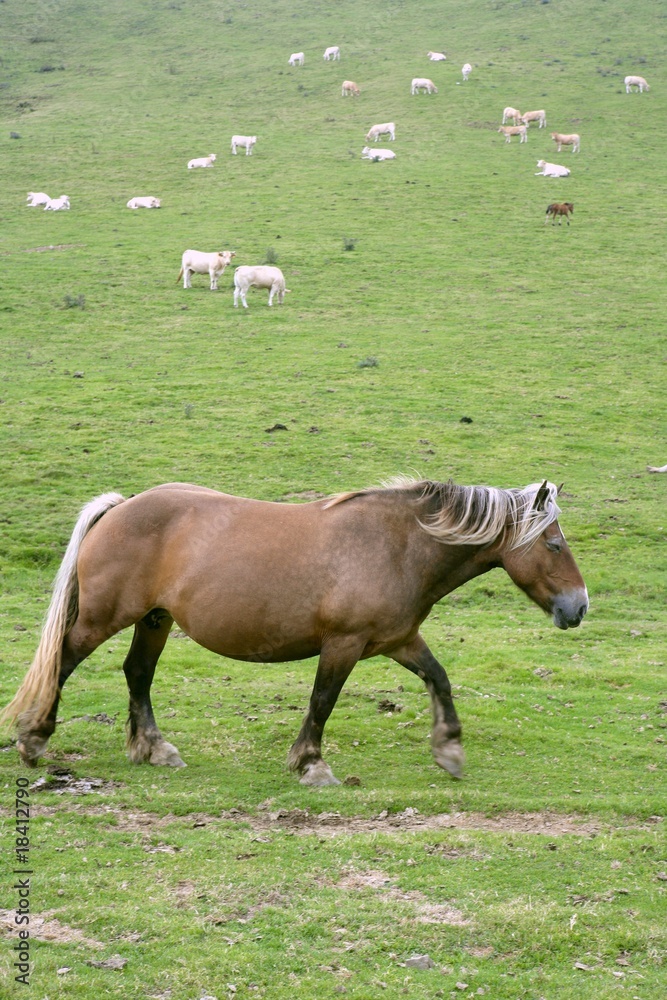 Fototapeta premium Horse landscape in green meadow Pyrenees