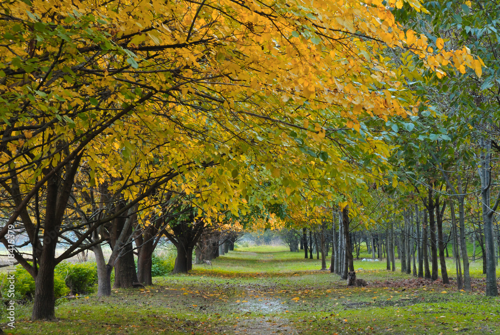 Fototapeta premium footpath under autumn trees with yellow leaves