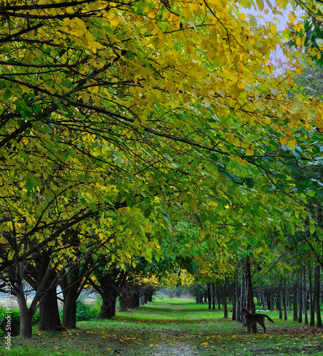 footpath under autumn trees with yellow leaves