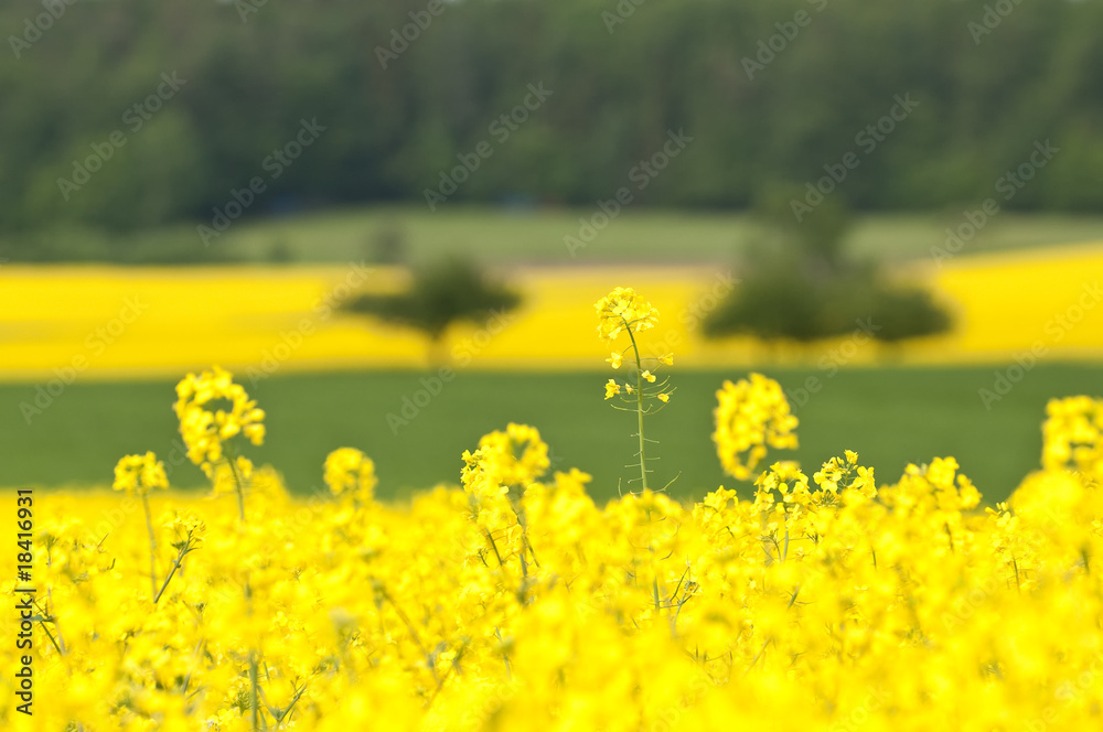 Obraz premium Canola Fields