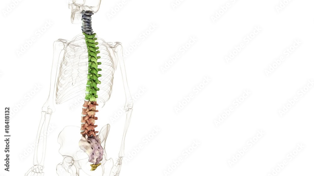 Columna vertebralis - loop