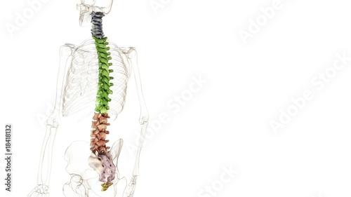 Columna vertebralis - loop photo