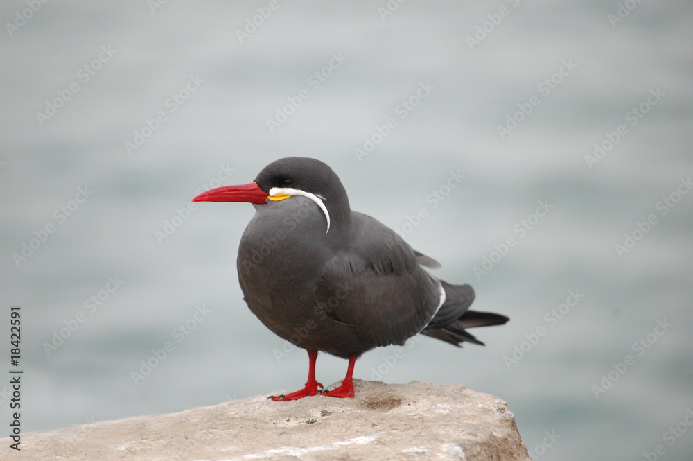 Inca tern looking at ocean from rock perch in Lima, Peru