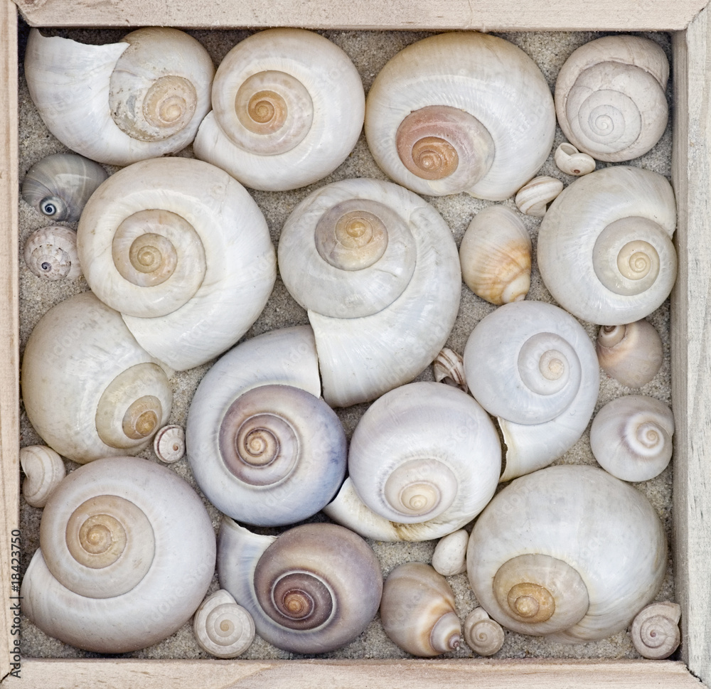Schneckenhäuser Schneckenhäuser