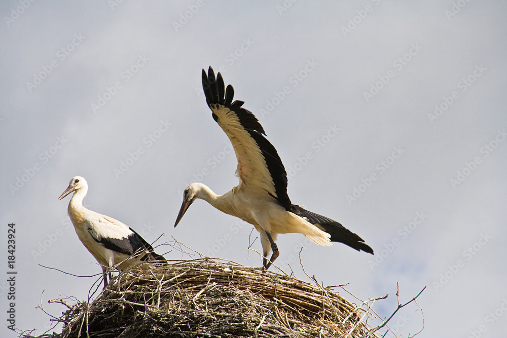 erster Flugversuch der Jungstörche