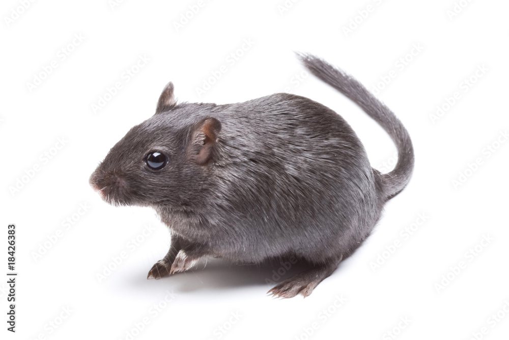Rat Rat