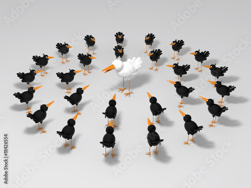 White and black birds