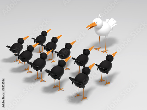 White and black birds