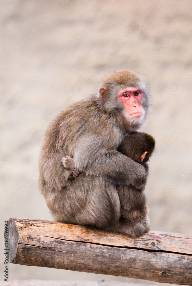 Japanese Macaque in Moscow zoo Japanese Macaque in Moscow zoo