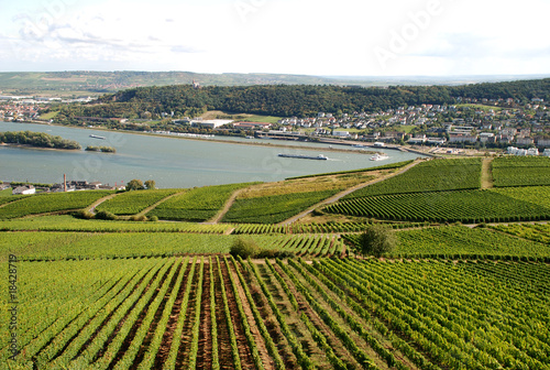 Weinstöcke und der Rhein