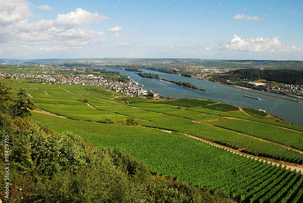 Fototapeta premium Blick auf den Rhein