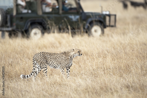Safari