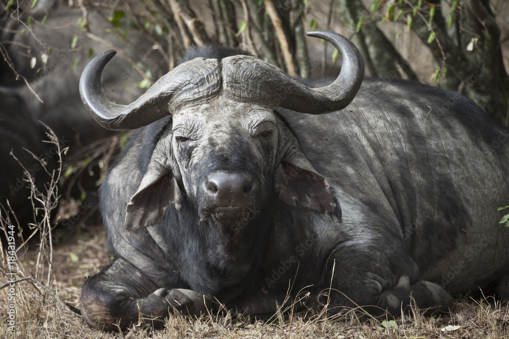 Resting Buffalo Resting Buffalo