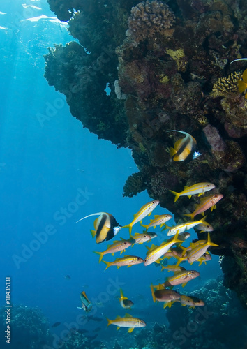 Fototapeta Naklejka Na Ścianę i Meble -  Photo of a coral colony
