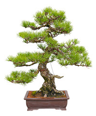 Acrylglasbilder Bonsai Japanische Schwarzkiefer als Bonsai  © Rick Sargeant