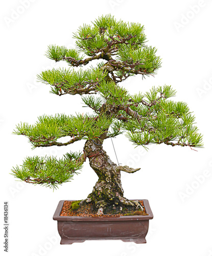 japanese black pine bonsai tree