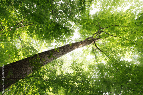 Foto Sunbeam and Tree