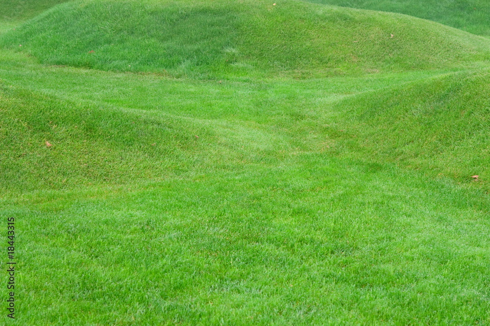 Close up image of fresh spring green grass Close up image of fresh spring green grass