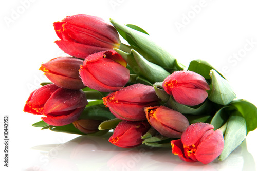 red tulips photo