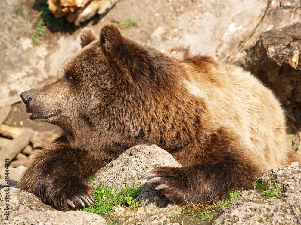 Fototapeta premium braunbär