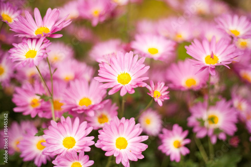 Flowers in a garden