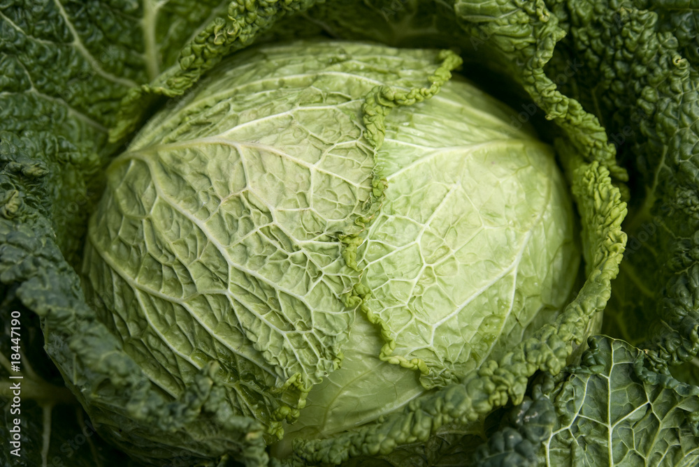 Fototapeta premium Green cabbage